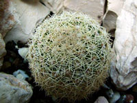 Coryphantha werdermannii