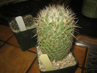 Coryphantha werdermannii