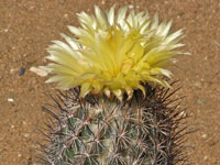 Coryphantha werdermannii