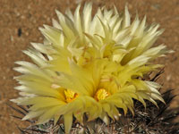 Coryphantha werdermannii