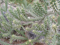 Cylindropuntia whipplei