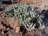 Cylindropuntia whipplei