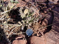 Cylindropuntia whipplei