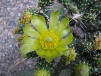 Cylindropuntia whipplei