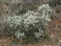 Cylindropuntia whipplei