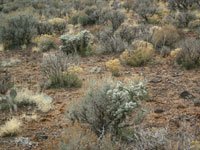 Cylindropuntia whipplei