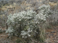 Cylindropuntia whipplei