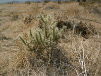 Cylindropuntia whipplei