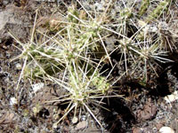 Cylindropuntia whipplei