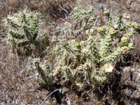 Cylindropuntia whipplei