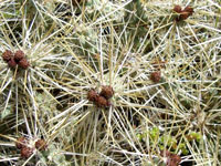 Cylindropuntia whipplei