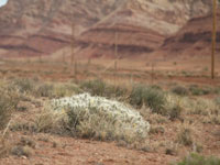 Cylindropuntia whipplei