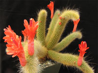 Cleistocactus winteri