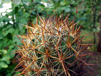 Coryphantha wohlschlageri