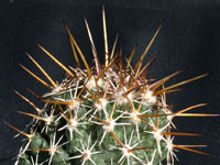 Coryphantha wohlschlageri