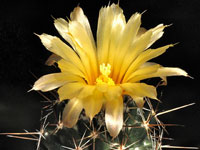 Coryphantha wohlschlageri