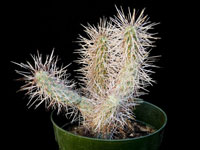 Cylindropuntia x fosbergii