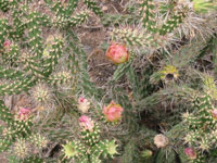 Cylindropuntia x viridiflora