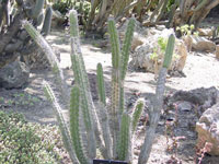 Corryocactus quadrangularis