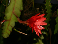 Disocactus ackermannii