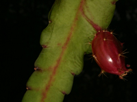 Disocactus ackermannii