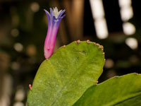 Pseudorhipsalis amazonica