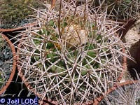 Discocactus bahiensis