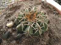 Discocactus bahiensis