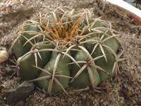 Discocactus bahiensis