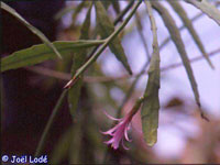 Disocactus biformis