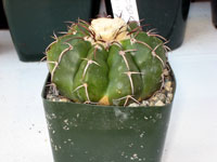 Discocactus boliviensis