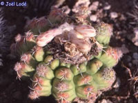 Discocactus ferricola