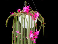 Disocactus flagelliformis