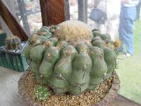 Discocactus heptacanthus