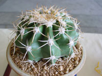 Discocactus heptacanthus