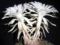 Discocactus heptacanthus