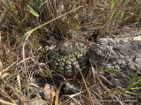 Discocactus heptacanthus