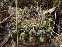 Discocactus heptacanthus