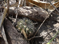 Discocactus heptacanthus