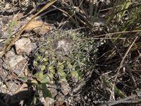 Discocactus heptacanthus