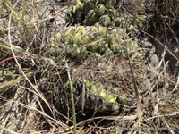 Discocactus heptacanthus