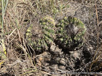 Discocactus heptacanthus