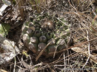 Discocactus heptacanthus