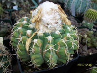 Discocactus heptacanthus