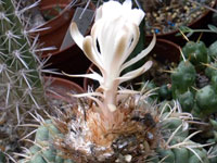 Discocactus heptacanthus