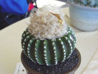 Discocactus horstii