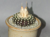 Discocactus horstii