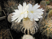 Discocactus horstii