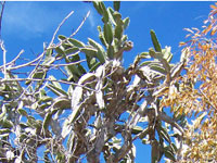 Dendrocereus nudiflorus