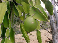 Dendrocereus nudiflorus